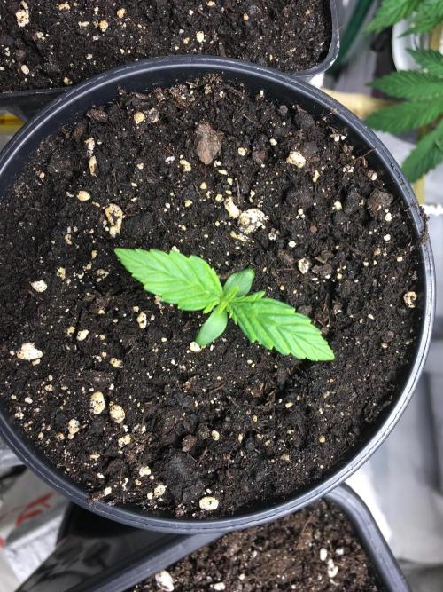 StrawberryBanana GorillaCookies AUTO. Week 1 - Gorilla