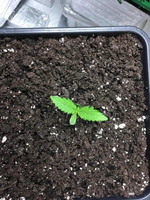 StrawberryBanana GorillaCookies AUTO. Week 1 - Banana