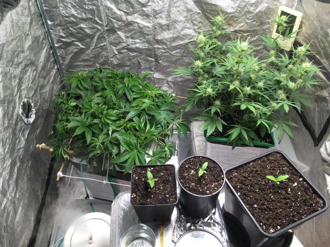 StrawberryBanana GorillaCookies AUTO. Week 1