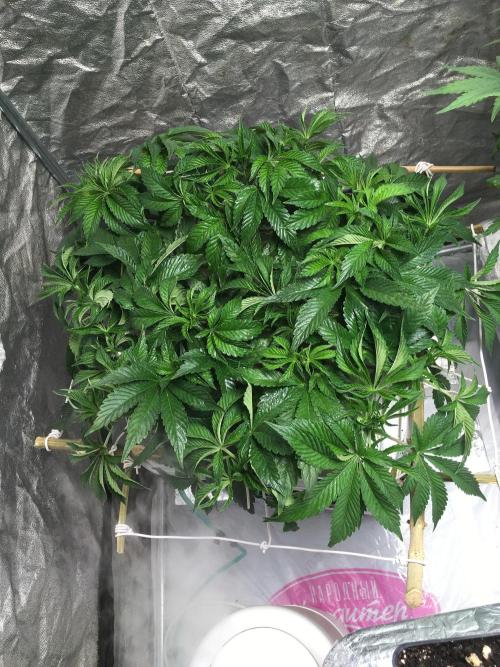 Strawberry Chemdawg OG. Week 7