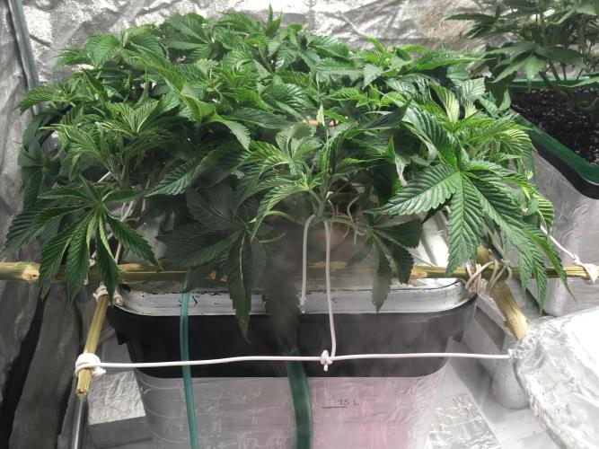 Strawberry Chemdawg OG. Week 7