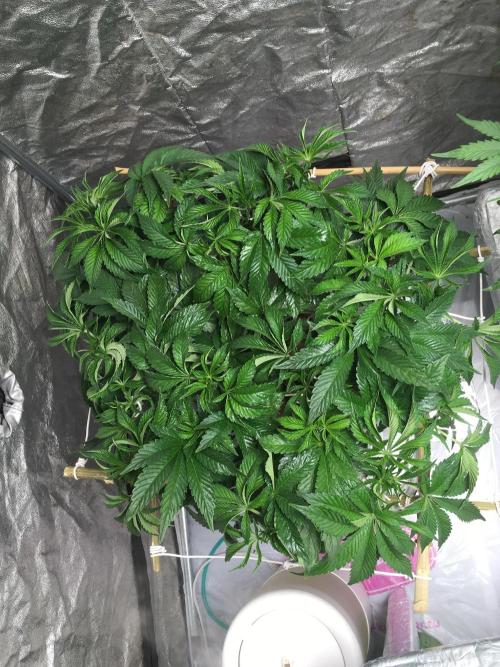 Strawberry Chemdawg OG. Week 7