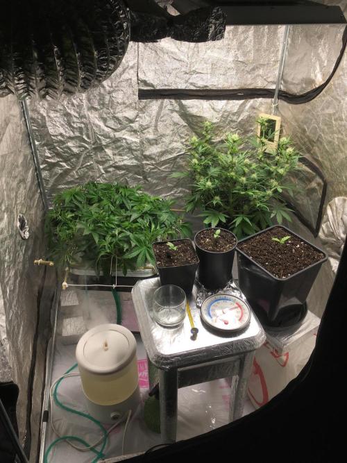 Strawberry Chemdawg OG. Week 7