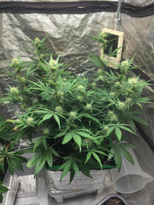 Wedding Cake Auto. Week 6
