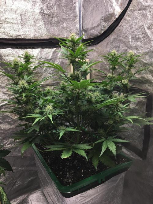 Wedding Cake Auto. Week 7