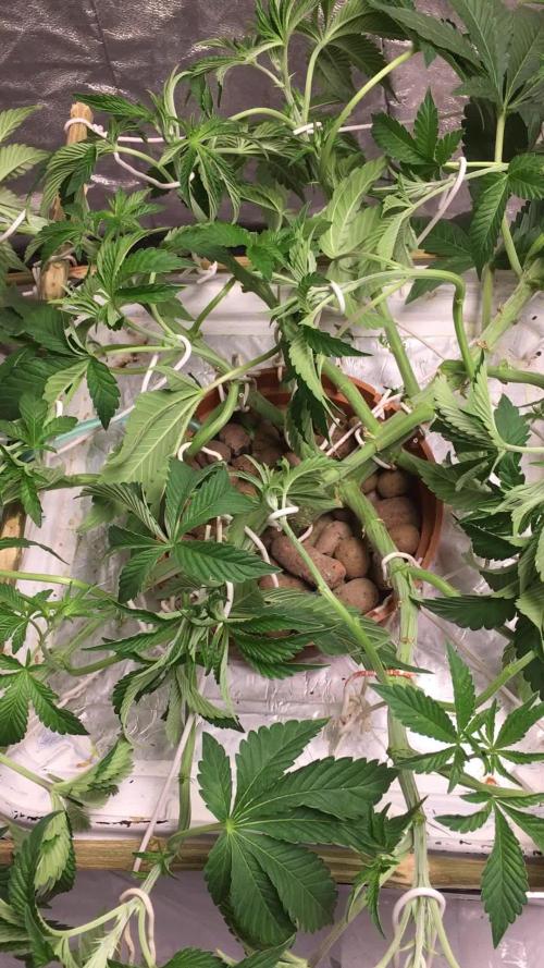 Strawberry Chemdawg OG