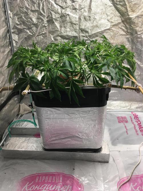 Strawberry Chemdawg OG. Week 7