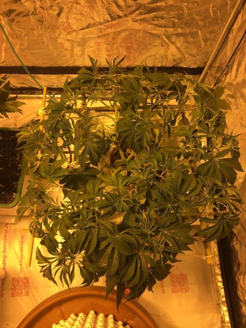 Strawberry Chemdawg OG. Week 7