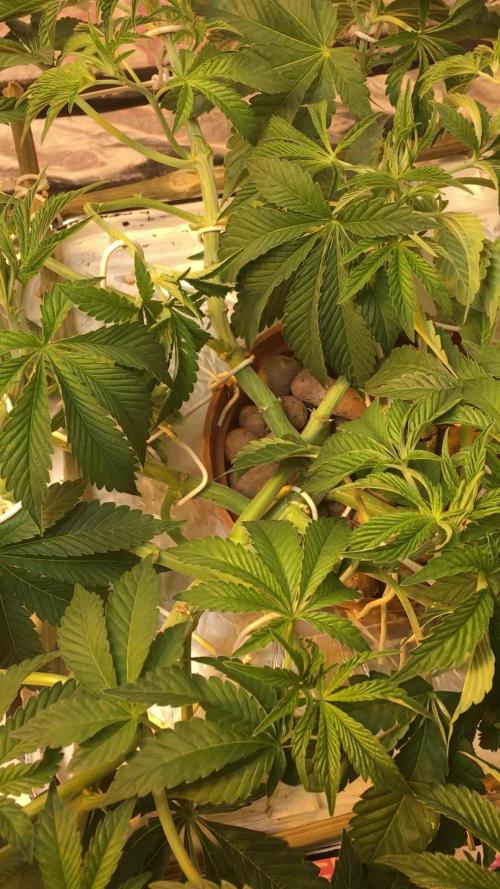 Strawberry Chemdawg OG