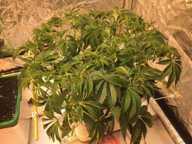 Strawberry Chemdawg OG. Week 7