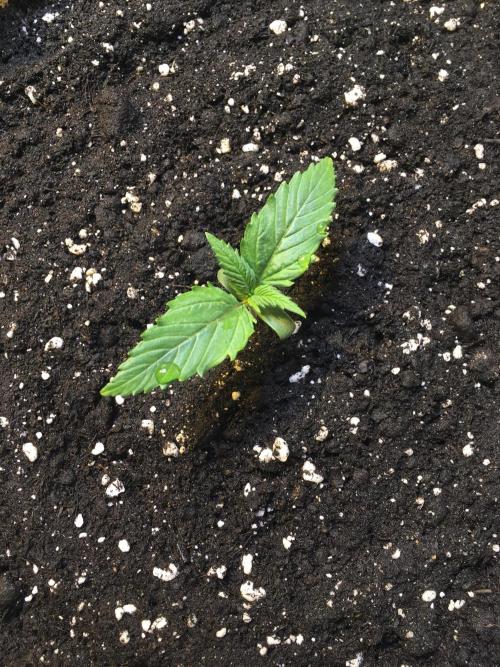 StrawberryBanana GorillaCookies AUTO. Week 2