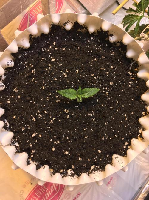 StrawberryBanana GorillaCookies AUTO. Week 2