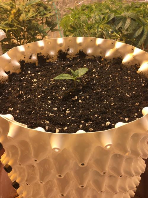 StrawberryBanana GorillaCookies AUTO. Week 2