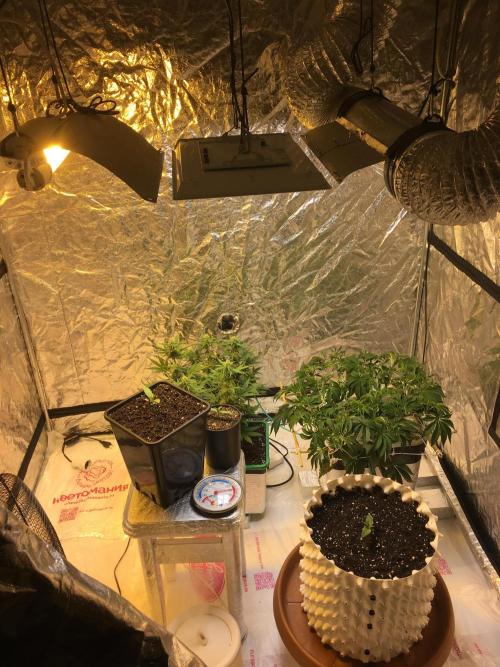 StrawberryBanana GorillaCookies AUTO. Week 2