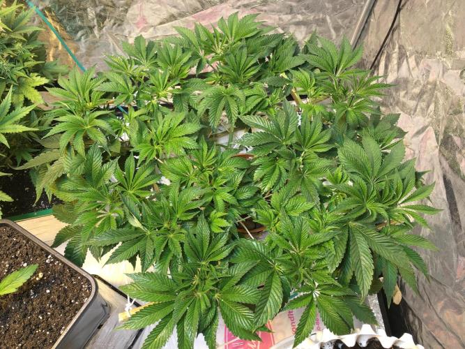 Strawberry Chemdawg OG. Week 7