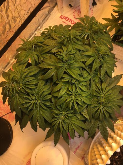 Strawberry Chemdawg OG. Week 7