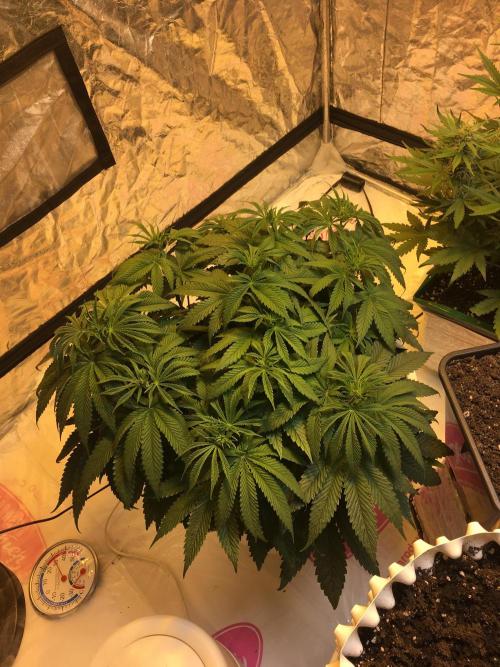 Strawberry Chemdawg OG. Week 7