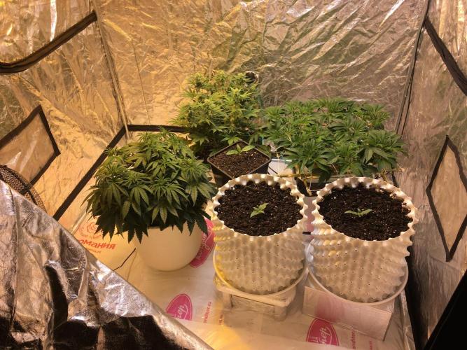 Strawberry Chemdawg OG. Week 7