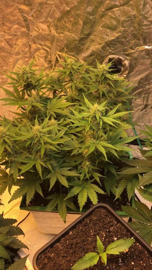 Strawberry Chemdawg OG