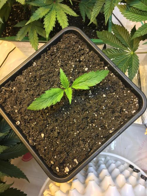 StrawberryBanana GorillaCookies AUTO. Week 2 - Strawberry Banana