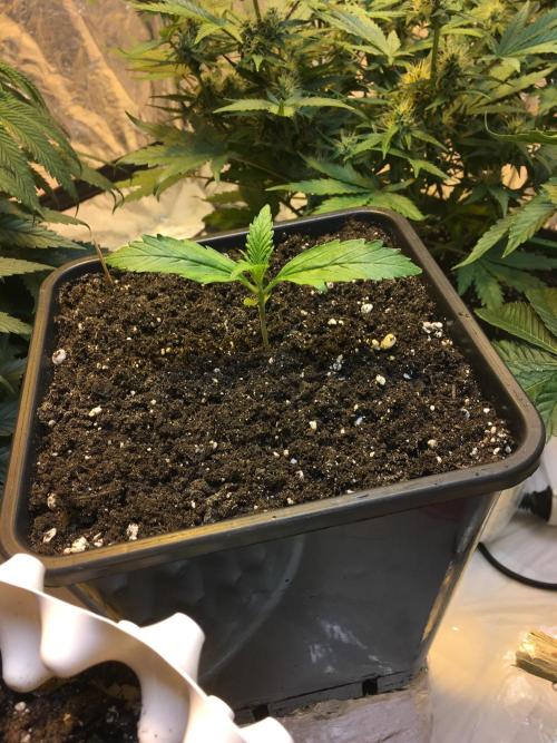 StrawberryBanana GorillaCookies AUTO. Week 2