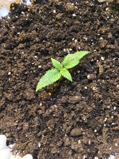 StrawberryBanana GorillaCookies AUTO. Week 2 - Strawberry Banana