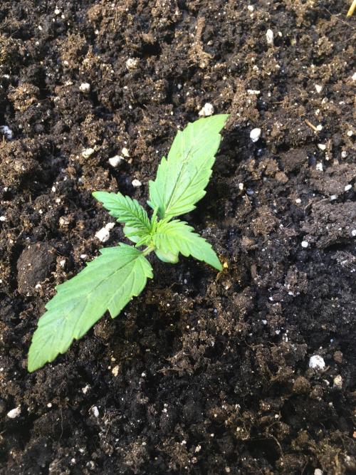 StrawberryBanana GorillaCookies AUTO. Week 2 - Gorilla Cookies