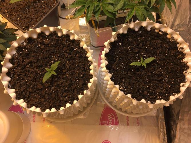 StrawberryBanana GorillaCookies AUTO. Week 2