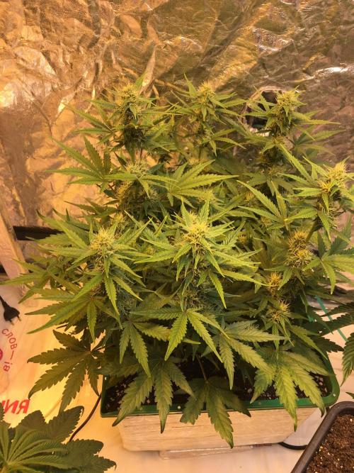 Wedding Cake Auto. Week 7