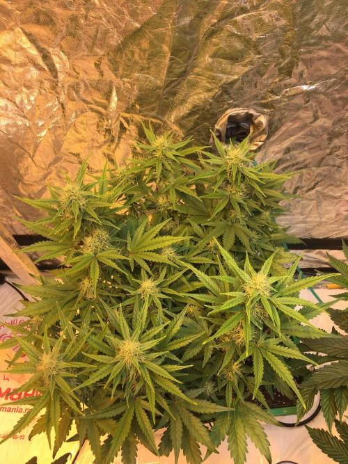 Wedding Cake Auto. Week 7