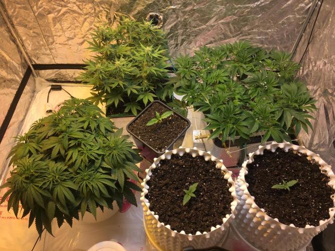 Wedding Cake Auto. Week 7