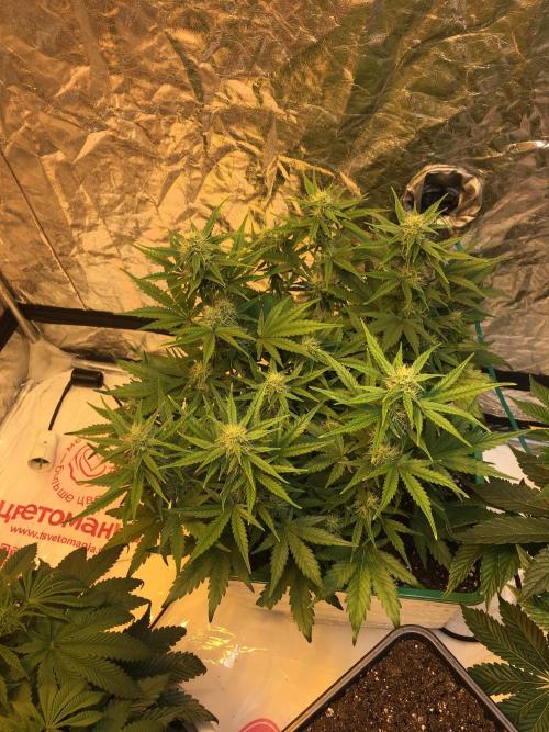 Wedding Cake Auto. Week 7