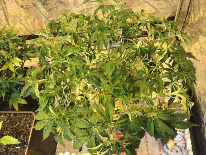 Strawberry Chemdawg OG. Week 7