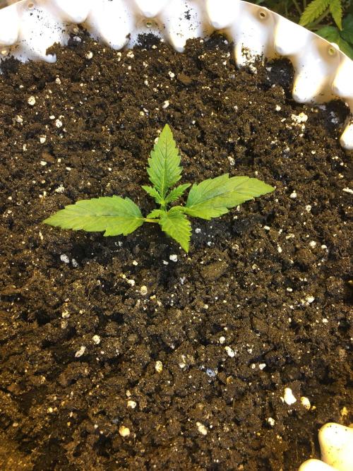 StrawberryBanana GorillaCookies AUTO. Week 2