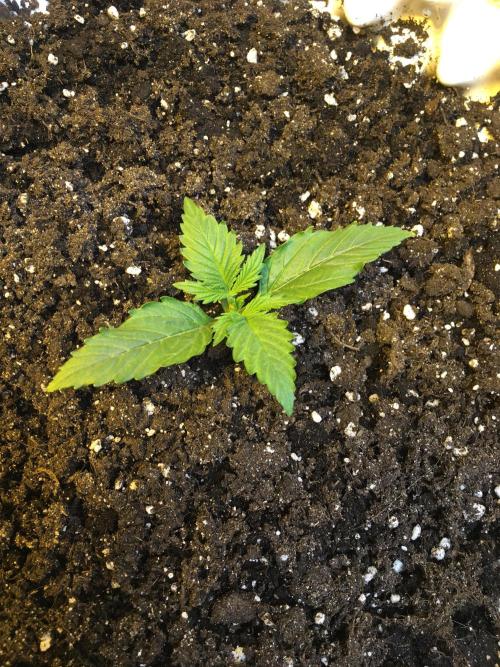 StrawberryBanana GorillaCookies AUTO. Week 2