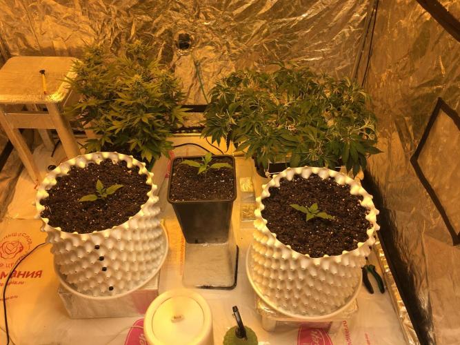 StrawberryBanana GorillaCookies AUTO. Week 2