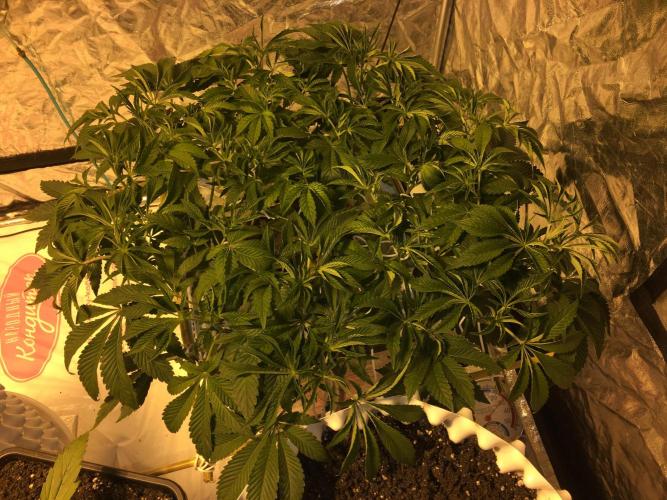 Strawberry Chemdawg OG. Week 7