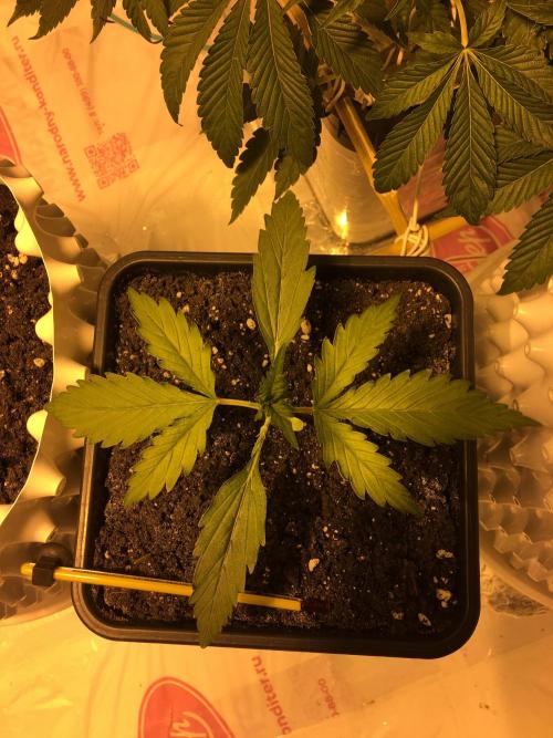 StrawberryBanana GorillaCookies AUTO. Week 2 - Strawberry