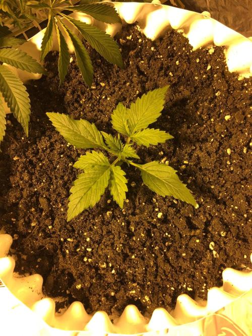 StrawberryBanana GorillaCookies AUTO. Week 2 - Strawberry
