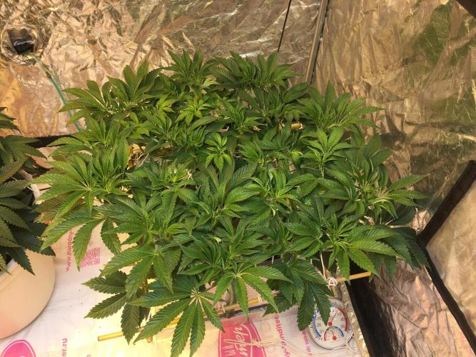 Strawberry Chemdawg OG. Week 8