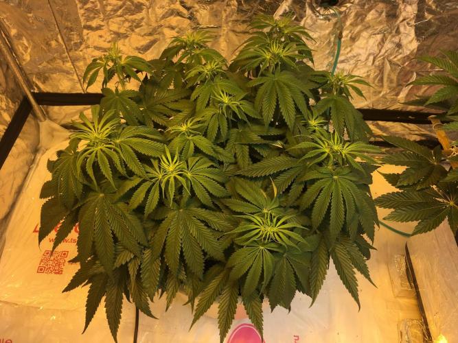 Strawberry Chemdawg OG. Week 8