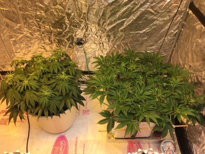 Strawberry Chemdawg OG. Week 8