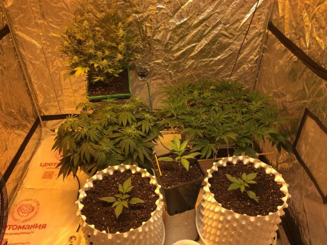 Strawberry Chemdawg OG. Week 8