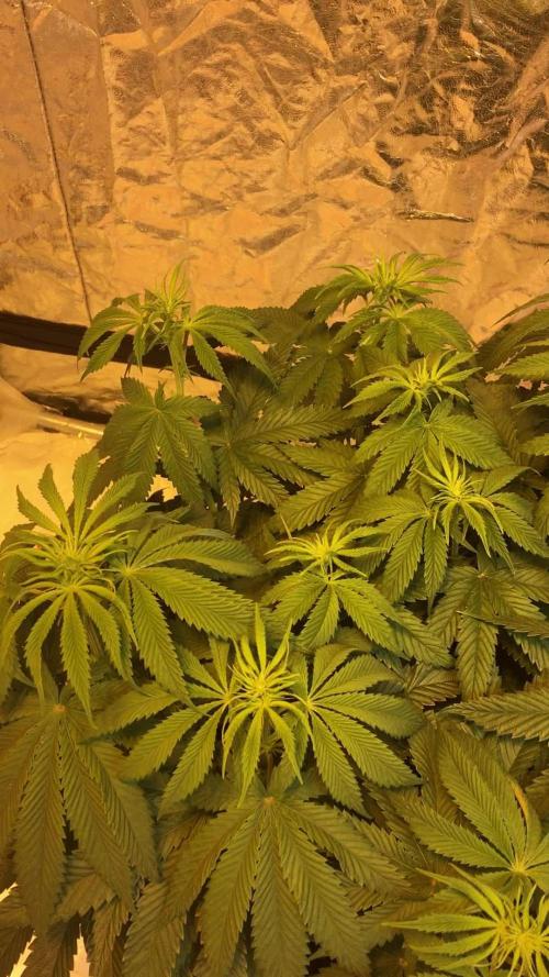 Strawberry Chemdawg OG