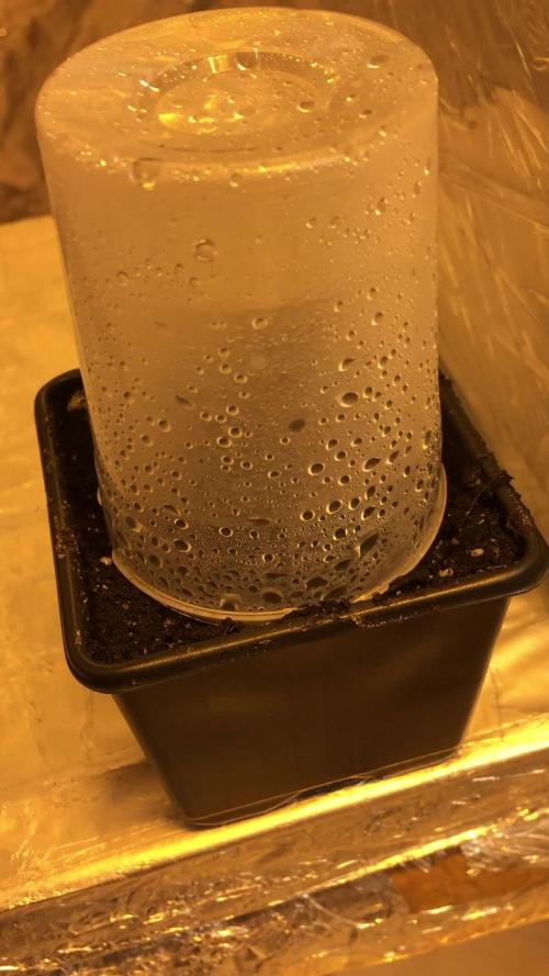 StrawberryBanana GorillaCookies AUTO