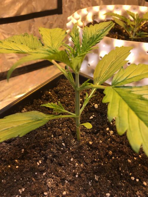 StrawberryBanana GorillaCookies AUTO. Week 2 - Banana