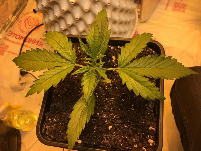 StrawberryBanana GorillaCookies AUTO. Week 2