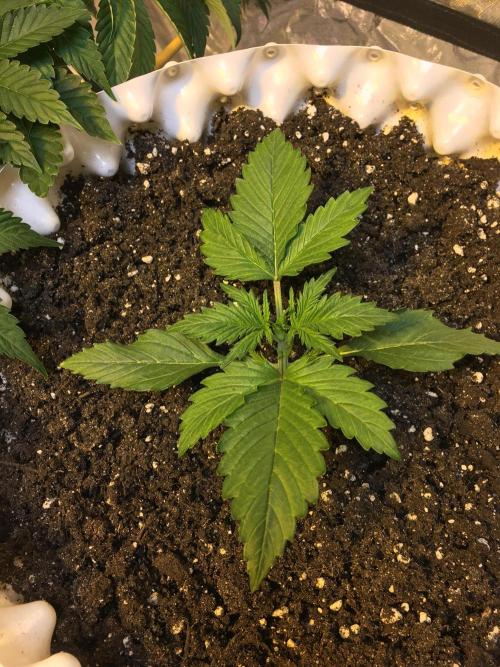 StrawberryBanana GorillaCookies AUTO. Week 2 - banana