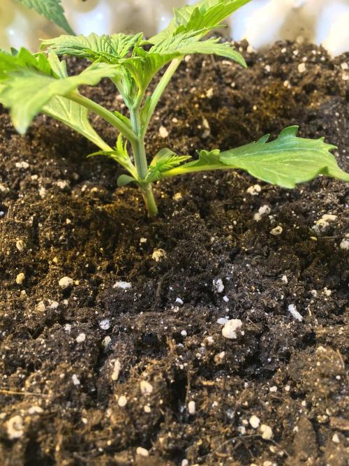 StrawberryBanana GorillaCookies AUTO. Week 2