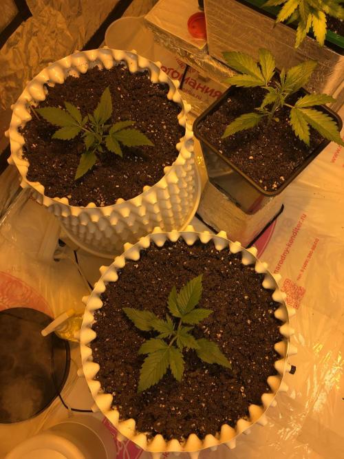 StrawberryBanana GorillaCookies AUTO. Week 2